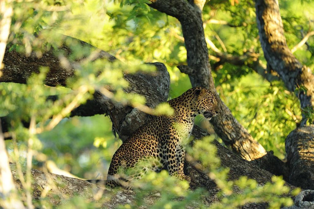 Hotel Kulu Safaris Yala Esterno foto